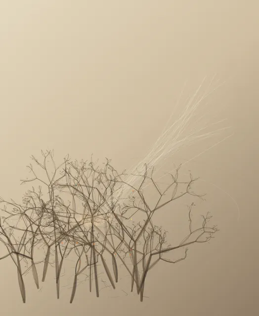 Breath Through Thorns answers the prompt through thorn pressure utterance, authored as an independent deterministic raster system.