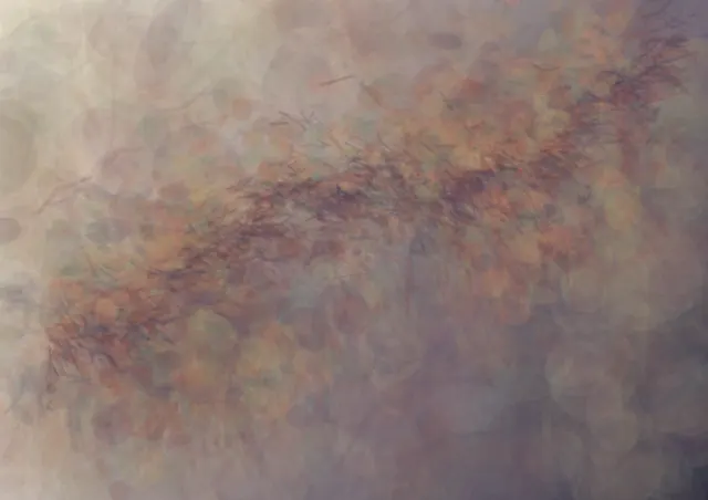 Separate bruised fields lean toward an oblique open fault and leave a scarred remainder; recruitment is carried by altered direction and density, not a healing ring.